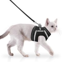 Cat Collar & Leash